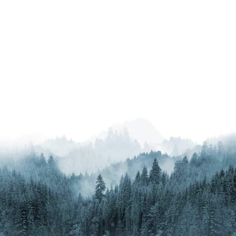 papier-peint-foret-enfant